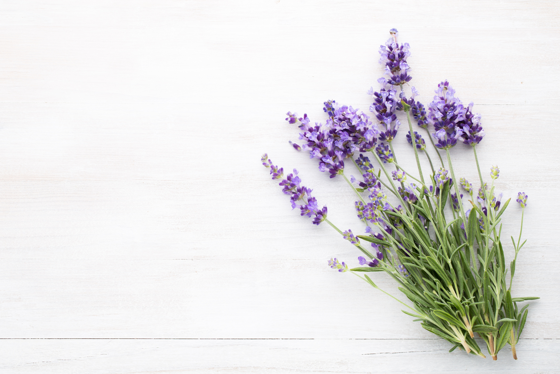 Lavender flowers.